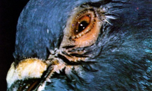 ورنیتوز (كلامیدیاز) کبوتر ، Ornithosis (Chlamydiosis)